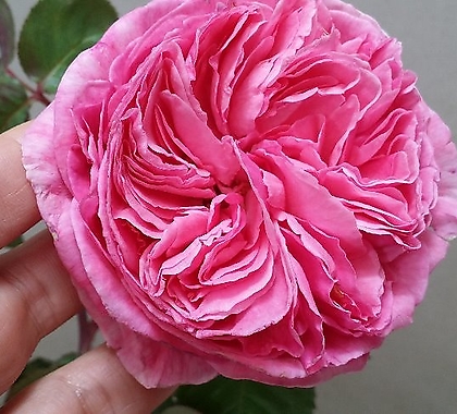 독일장미.키스미케이트.old rose 향기.예쁜 진한핑크색.(꽃형 예뻐요!).꽃8~10cm.울타리.넝쿨장미.월동가능.상태굿..늦가을까지 피고 합니다.~