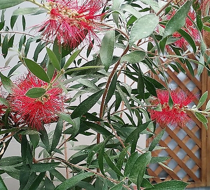 병솔나무.빨강색꽃.상태굿.남부지역에서 노지월동가능합니다~