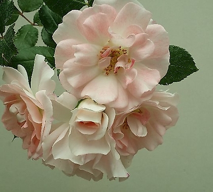 독일장미.4계.로젠스타트 프라이싱.예쁜주황그라데이션.old rose 향기.꽃7~8cm.아주예뻐요.정원관목장미.월동가능.상태굿.늦가을까지 피고 합니다.~