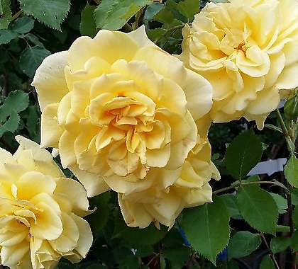 독일장미.4계.슈테른탈러.예쁜엘로우 노랑색.old rose 향기.꽃12cm.정원관목장미.월동가능.
