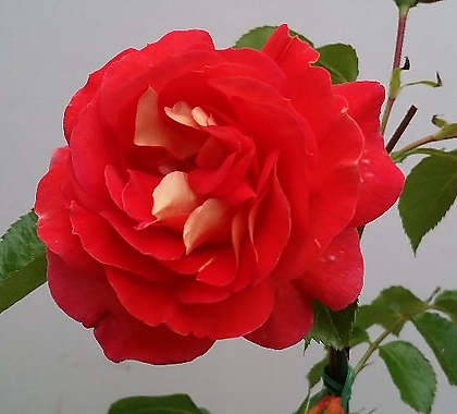 독일장미.4계.게브뤼더그림.예쁜밝은橙色,레드,粉色색.oldrose향기.꽃7~8cm.아주예뻐요.정원관목장미.월동가능.상태굿.늦가을까지피고합니다.~ .4..,,.old rose .7~8cm.....  .~