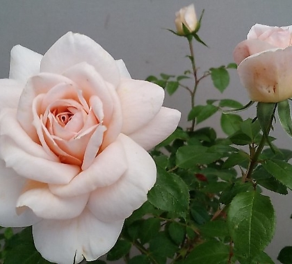 독일장미.4계.라이온스玫瑰.예쁜奶油白色的색,연살구粉色색.oldrose향기.꽃7~8cm.아주예뻐요.정원관목장미.월동가능.상태굿.늦가을까지피고합니다.~ .4..,.old rose .7-8cm..
