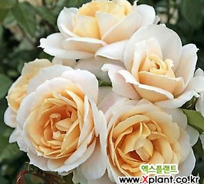 독일장미.4계.라이온스玫瑰.예쁜奶油白色的색,연살구粉色색.oldrose향기.꽃7~8cm.아주예뻐요.정원관목장미.월동가능.상태굿.늦가을까지피고합니다.~ .4..,.old rose .7~8cm.....  .~