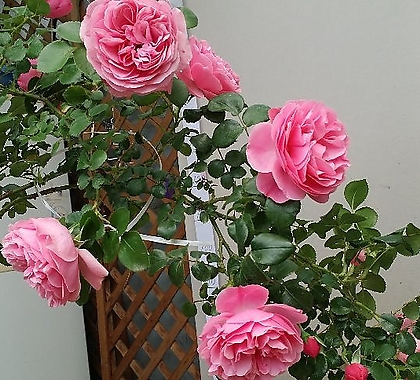 4계넝쿨名品进口장미.레오날드다빈치.(로제트모양겹형.예쁜진粉色색).oldrose향기.아주예뻐요.울타리.넝쿨장미.월동가능.상태굿..늦가을까지피고합니다. 4...old rose.......  .