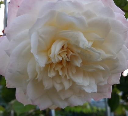 독일장미.알래스카.old rose 향기.예쁜 화이트,흰색.(꽃형 예뻐요!).꽃8~10cm.울타리.넝쿨장미.월동가능.상태굿..늦가을까지 피고 합니다.~