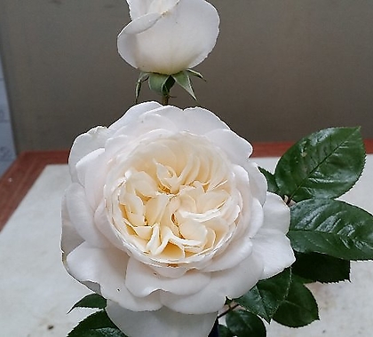 독일장미.4계.섬머메모리즈.크림화이트,흰색.old rose 향기.꽃10cm.아주예뻐요.정원관목장미.월동가능.상태굿.늦가을까지 피고 합니다.~
