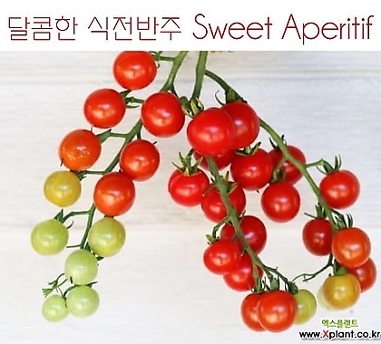 달콤한 식전반주 Sweet Aperitif 방울토마토 달콤한 희귀토마토 교육체험용 세트