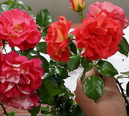 독일장미.4계.게브뤼더그림.예쁜밝은오렌지,레드,핑크색.old rose 향기.꽃7~8cm.아주예뻐요.정원관목장미.월동가능.상태굿.늦가을까지 피고 합니다.~~