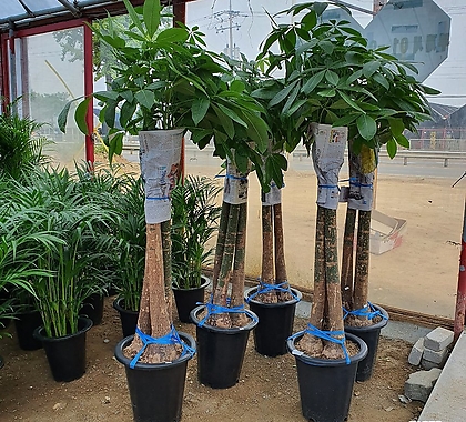 파키라 (신상)공기정화식물 키약170cm 한정수량판매
