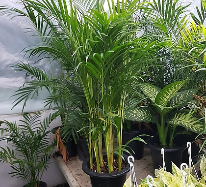Areca Palm 