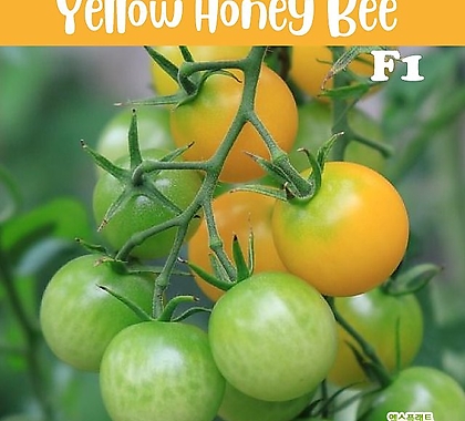 옐로우 허니 비 Yellow Honey Bee  방울토마토  달콤한 희귀토마토 교육체험용 세트