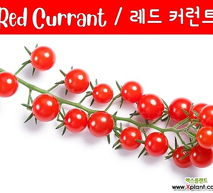 레드 체리 커런트 Red Currant Cherry 달콤한 희귀토마토 교육체험용 세트