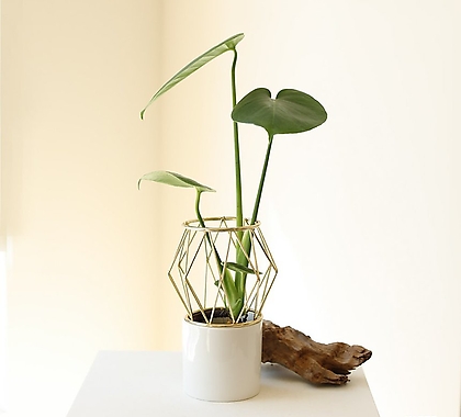 몬스테라 골드프레임 세라믹 화병+식물 SET _ 공기정화 수경재배식물