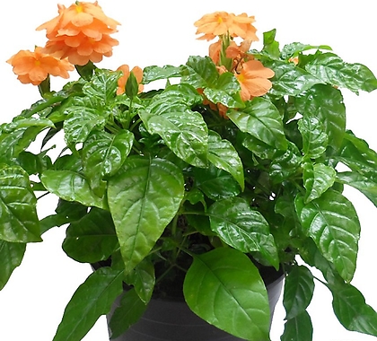 크로산드라(중품) 주황색 꽃 모종 키우기 야생화 실내 관엽 식물 인테리어 화분