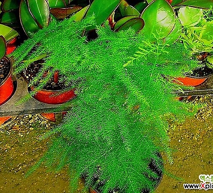 아스파라거스-사랑스런 공기정화식물