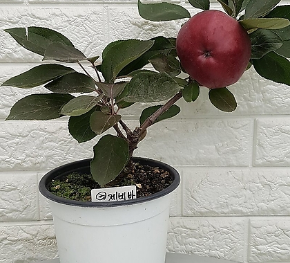 사과나무 제네바 48 - 동일품배송