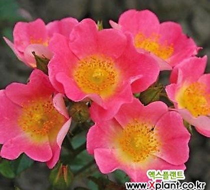 독일장미.4계.토폴리나.예쁜粉色색에노랑색립프.oldrose향기.꽃3~4cm.아주예뻐요.정원장미.월동가능.상태굿.늦가을까지피고합니다.~~ .4...old rose .3~4cm.....  .~~