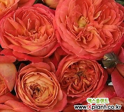 독일장미.4계.퀸오브하트.예쁜샬몬오렌지.old rose 향기.꽃8cm.아주예뻐요.정원장미.월동가능.상태굿.늦가을까지 피고 합니다.~~~
