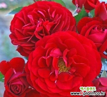 독일장미.4계.보르도.예쁜 빨강,레드색.old rose 향기.꽃10cm.아주예뻐요.정원장미.월동가능.상태굿.늦가을까지 피고 합니다.~