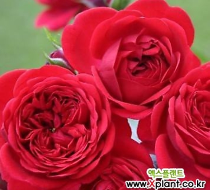 독일장미.4계.아웃오브로젠하임.예쁜 빨강,레드색.old rose 향기.꽃10cm.아주예뻐요.정원장미.월동가능.상태굿.늦가을까지 피고 합니다.~