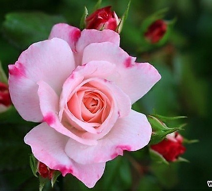 독일장미.4계.로젠스타트 프라이싱.예쁜핑크색그라데이션.old rose 향기.꽃7~8cm.아주예뻐요.정원관목장미.월동가능.상태굿.늦가을까지 피고 합니다.~~