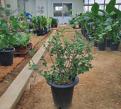 미스김라일락 (공기정화식물)