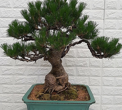 Pinus densiflora - ,,,