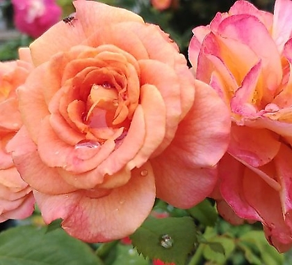 독일장미.4계.라빌라코타.예쁜환타오렌지색.old rose 향기.꽃10cm.아주예뻐요.정원관목장미.월동가능.상태굿.늦가을까지 피고 합니다.~~~