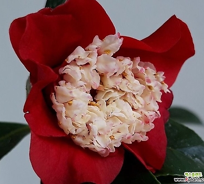 Camellia japonica 75
