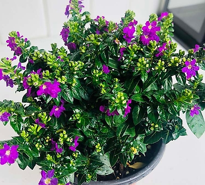 일년에 아홉번 꽃피우는 쿠페아 구페아 공기정화식물 키우기 쉬운 식물