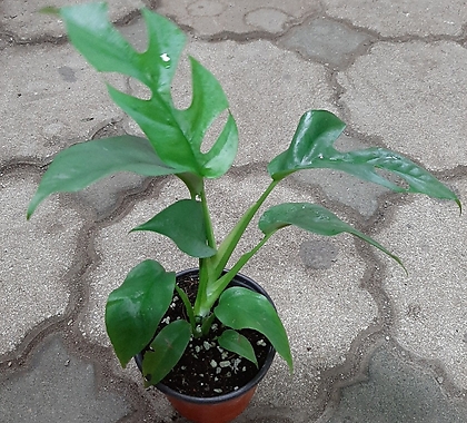 히메몬스테라/수잎식물