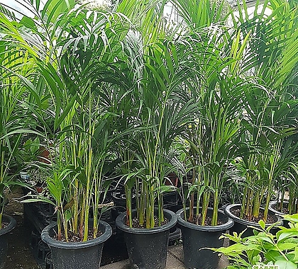 Areca Palm 120-140