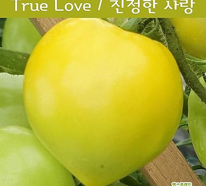 True Love 진정한 사랑 독특한토마토  희귀토마토   씨앗 교육 체험용