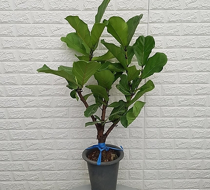 떡갈나무55 - 공기정화식물
