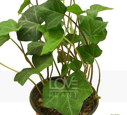 Hedera rhombea Wild Flower - Xplant