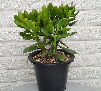 Crassula argentea f variegata -  28