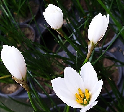 Crocus sativus L. //