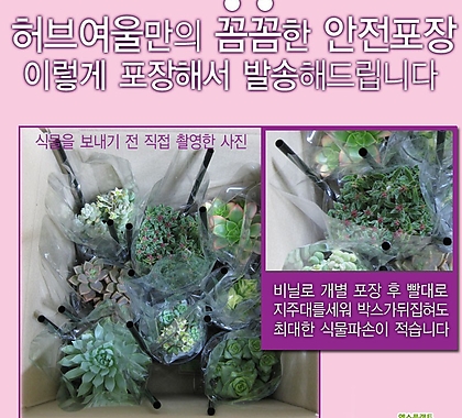 [허브여울불사조]천손초(Kalanchoe다이그레몬티나)지름9cm小品다육花盆 []   9cm