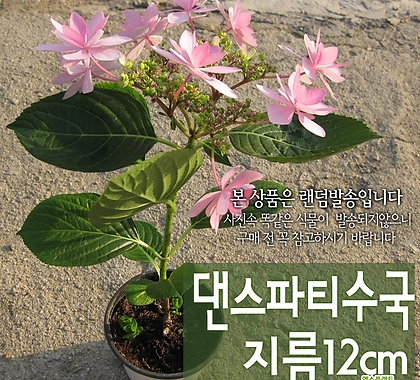 [허브여울] 댄스파티 수국 (식물높이 30cm 핑크색 수국 노지월동) 지름 12cm 중품화분
