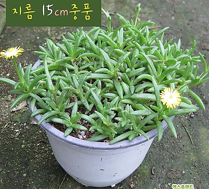 [허브여울송엽국] 미니송엽국 노랑(Lampranthus spectabilis ) 지름 15cm 중품 다육화분