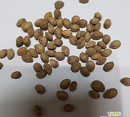 대청엽(체리대목씨앗)50g(500립)