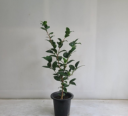 Camellia japonica ///