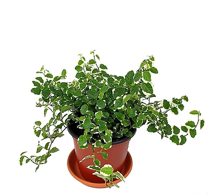 푸미라 공기정화식물