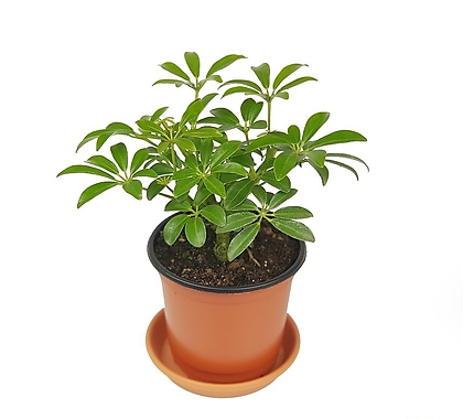 미니홍콩야자 공기정화식물