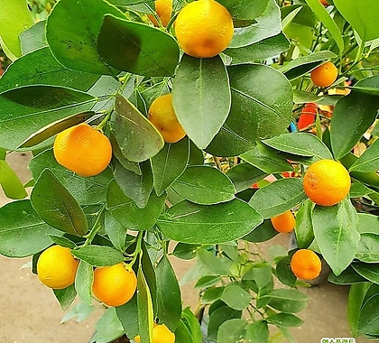[도희씨네 정원] 복을 부르는 황금열매 유주나무 350