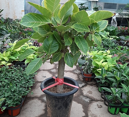 Ficus elastica /60-70