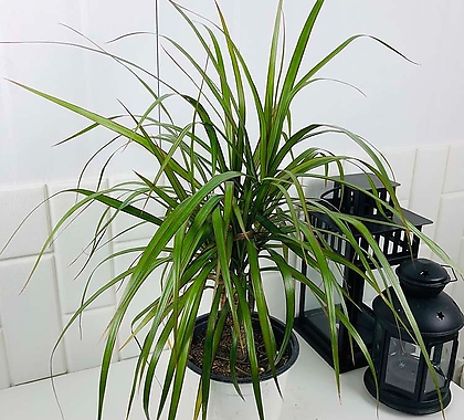드라세나 마지나타 중품 Dracaena marginata 공기정화 식물