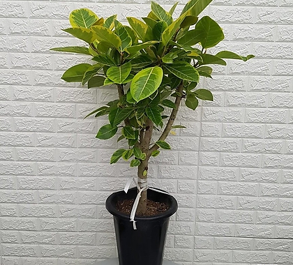 뱅갈고무나무55 - 공기정화식물