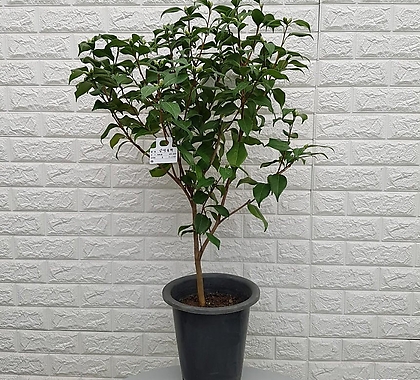 삼색동백나무65