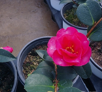 Camellia japonica /